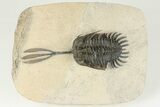 Trident Walliserops Trilobite - Foum Zguid, Morocco #179517-2